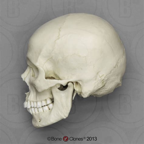 Human Male European Skull Bone Clones Inc
