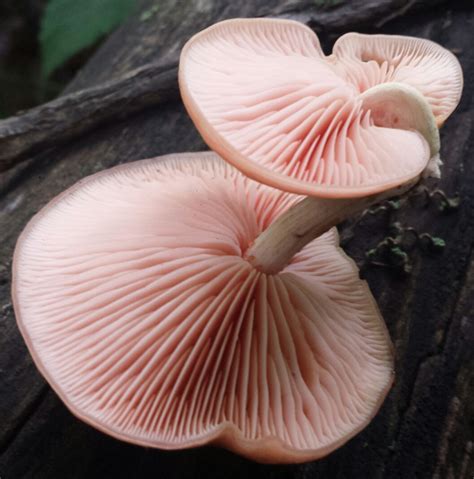 Rhodotus palmatus | Western Pennsylvania Mushroom Club