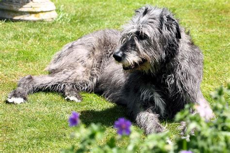 Irish Wolfhound Information Dog Breeds At Thepetowners