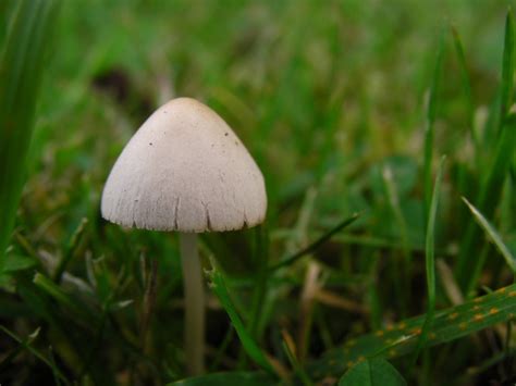 Liberty Caps Mushroom Hunting And Identification Shroomery Message