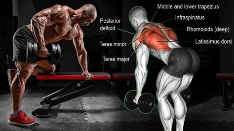 The17 Best Bent Over Row Alternatives For A Bigger More Muscular Back