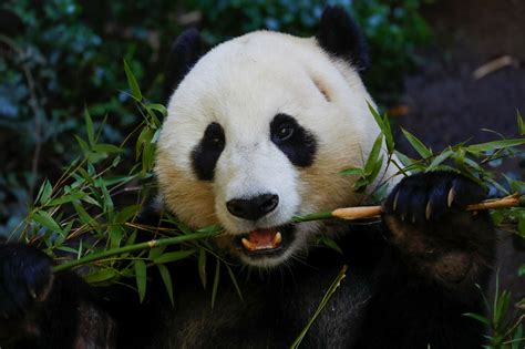 Giant Pandas On Loan From China Set To Leave San Diego Zoo