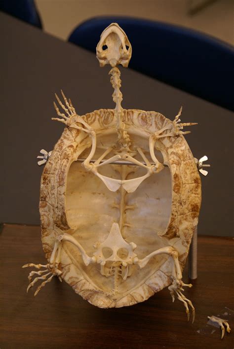 Skelett einer Schildkröte - Schildkrötenshop