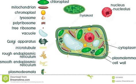 Plant Cell Structure Organelles Plant Cell Definition And Examples