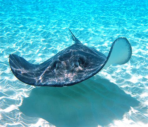Grand Cayman Sting Ray Underwater Life Aquatic Animals Marine Life