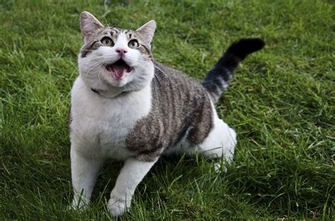 Choosing the best food for our feline friends requires a basic understanding of their unique and since cats are natural predators, one cannot expect them to be munching on grass, leaves, fruits cat food manufacturers overlooked the importance of this amino acid. #Cat... Panting? Like,Repin,Share, Thanks! | Feline, Dog ...