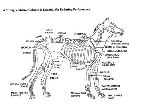List of different parts of a dog with images and examples. Helen King on Structure Evaluation | Dog anatomy, Anatomy ...