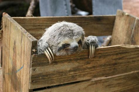 Brown Throated Sloths Thrive At Regua World Land Trust