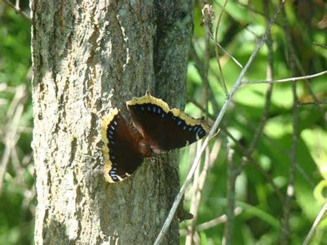 See full list on entnemdept.ufl.edu Mourning Cloak Butterfly | Heirloom Gardener