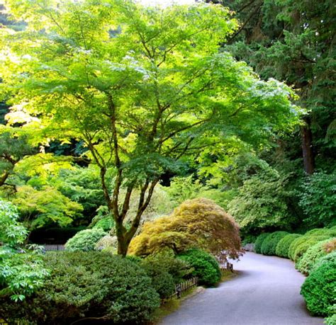 How To Grow Japanese Maples The Garden Glove Japanese Maple Garden