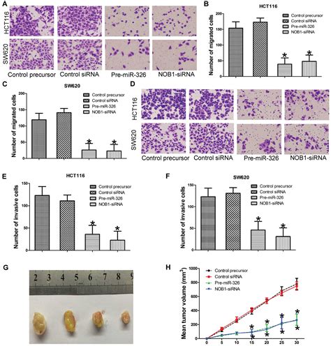 microrna 326 functions as a tumor suppressor in colorectal cancer by targeting the nin one