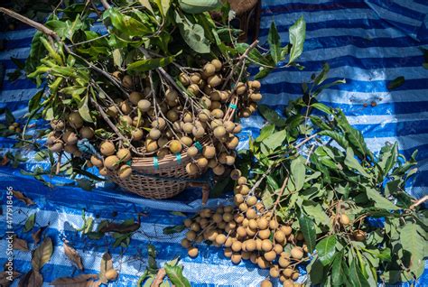 Longan Fruit After Harvesting Collect In In Wooden Basket Longan Is A