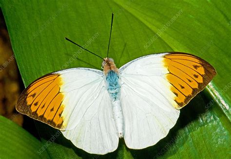Great Orange Tip Butterfly Stock Image C0175245 Science Photo
