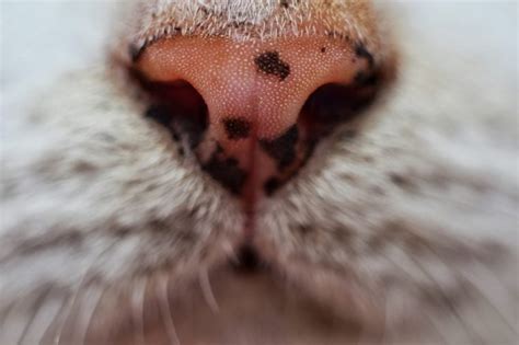 Signs Of Oral Cancer In Cats Cancer In Cats Causes Symptoms