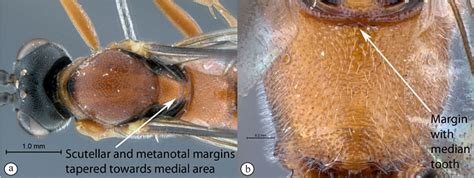 Key To Afrotropical Cryptopimpla Species Waspweb