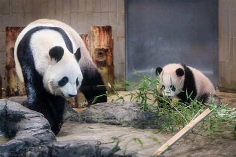Panda Cub Xiang Xiang Meets Public At Tokyo Zoo Cn