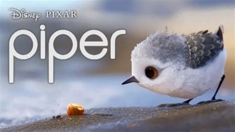 Piper Disney Pixar Oscar Winning Short Movie Youtube