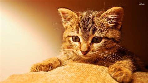 Funny Kittens Wallpapers 68 Background Pictures
