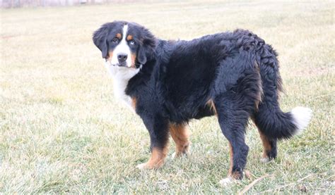 Bernese Mountain Dog Blue Eye