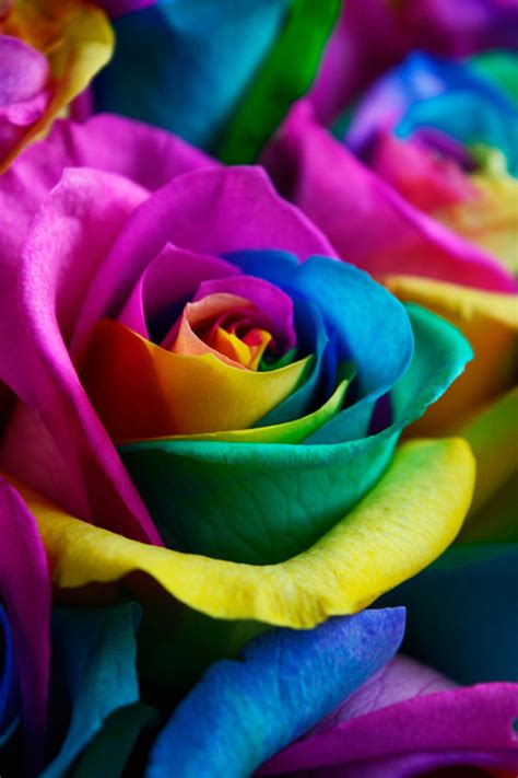 Rainbow Roses Rainbow Roses Delivery Tie Dye Roses