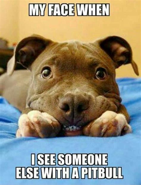 Funny Pitbull Dog Quotes Shortquotescc