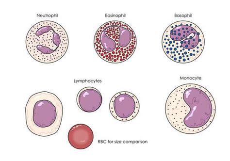 Leucocytes Or White Blood Cells Medical Self Help