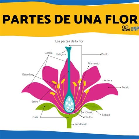 Lista 100 Foto Partes De La Flor Y Sus Funciones Mirada Tensa