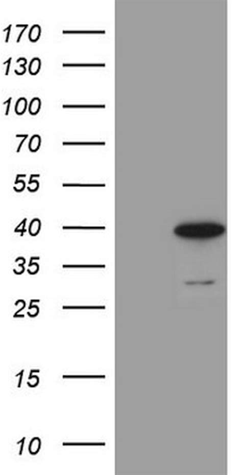 Morf4l1 Monoclonal Antibody Oti7b5 Cf808426