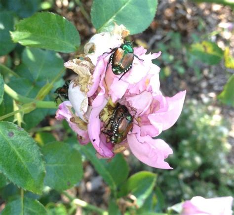 Make Your Own Natural Spray For Japanese Beetles Finegardening