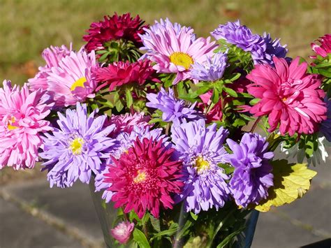 Bloomex The Official Blog Of Bloomexca Septembers Flower Of The Month