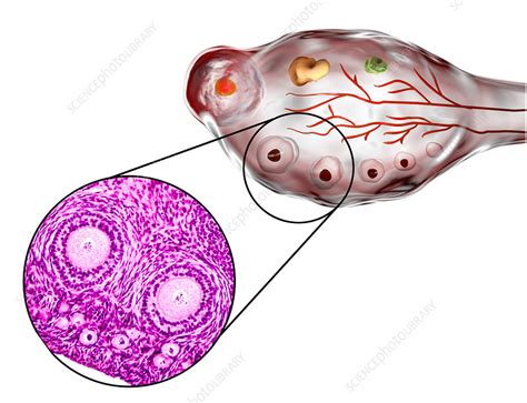 Ovarian Follicles Micrograph And Illustration Stock Image F019