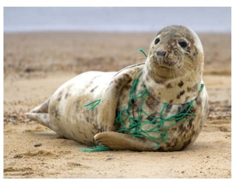 Plastic Pollution Vs Animal Life