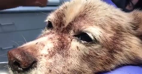 Dog With Deadly Flea Infestation Saved By Emergency Blood Transfusion