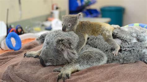 Mother Koala Cuddles Joey Who Wouldnt Leave Her Side After Being Hit