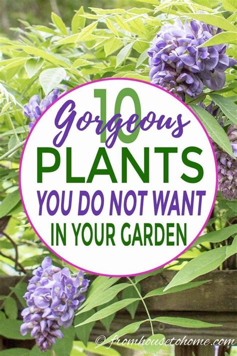 10 Beautiful Invasive Plants You Do Not Want In Your Garden Invasive