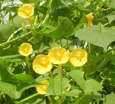 Plantfiles Pictures Ipomoea Species Morning Glory Yellow Trumpet