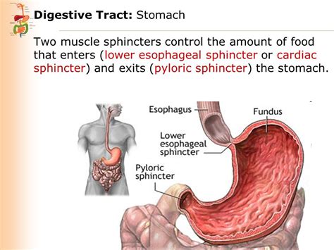 Digestive System Sphincter 2 Png Nicole