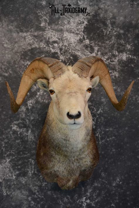 Stone Sheep Taxidermy Shoulder Mount For Sale Sku 1655 All Taxidermy