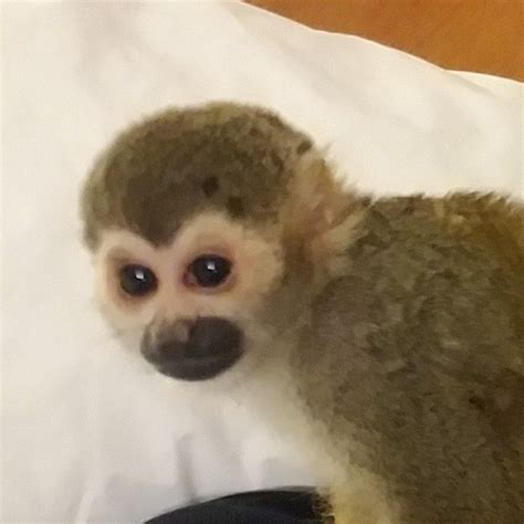 Squirrel Monkey For Sale In Georgia 4 Petzlover