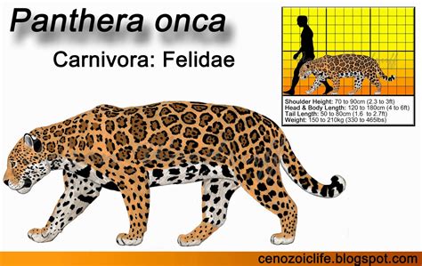 Life In The Cenozoic Era Jaguar Panthera Onca