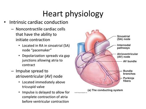 Ppt Chapter 18 The Heart Powerpoint Presentation Free Download