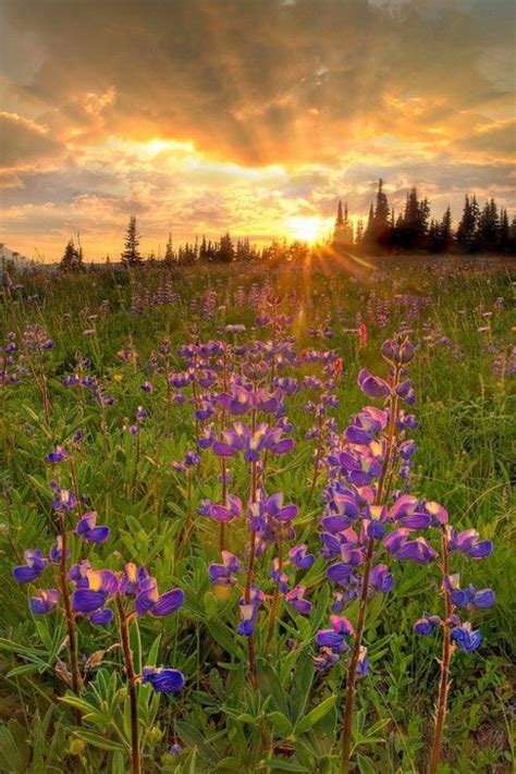 Mountain Meadow Flowers Beautiful Nature Nature Photography