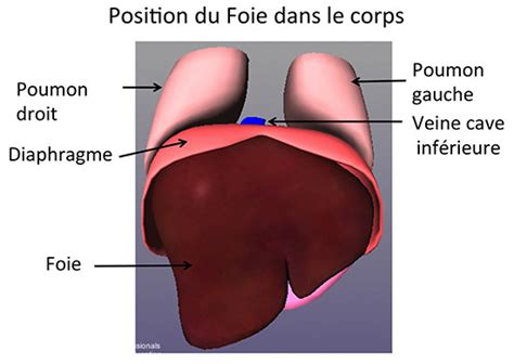 Le Foie Et Les Voies Biliaires Anatomie Centre Hépato Biliaire Paul