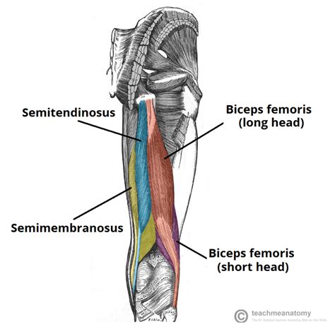 Muscles Of The Posterior Thigh Hamstrings Damage Teachmeanatomy