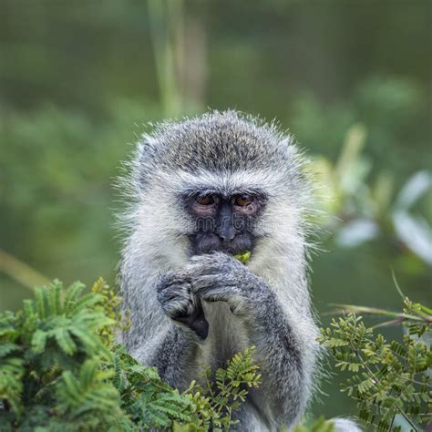Vervet Monkey In Kruger National Park South Africa Stock Image Image