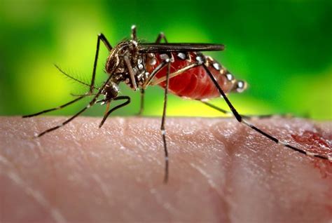 Why Are Some People More Attractive To Mosquitoes Than Others Quora