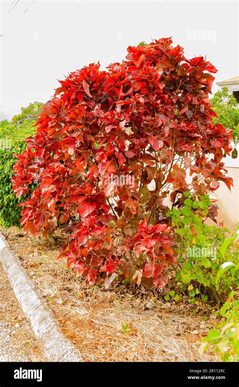 Red Ornamental Tree Stock Photo Alamy