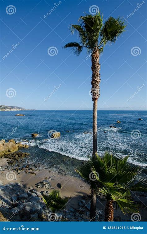 Beautiful Tall Palm Trees On The Coast Of Laguna Beach California On A