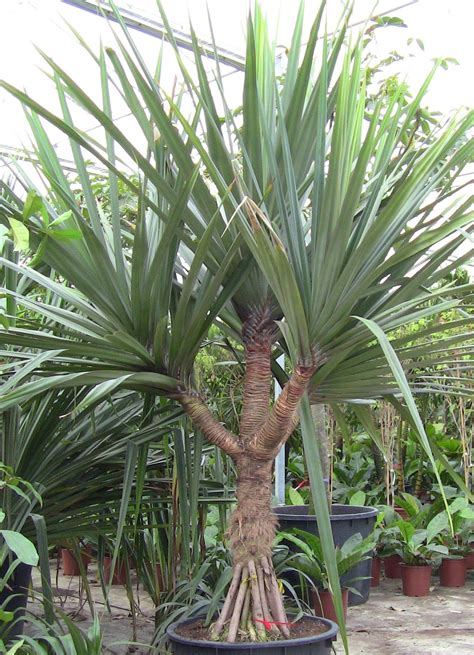 Pandanus Branched Jardinagem E Paisagismo Idéias De Jardinagem