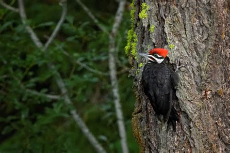 Do woodpeckers use bird houses? Pileated Woodpecker | Never seen these around my house ...